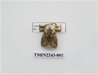 藏品(阿里山麗毒蛾)的圖片